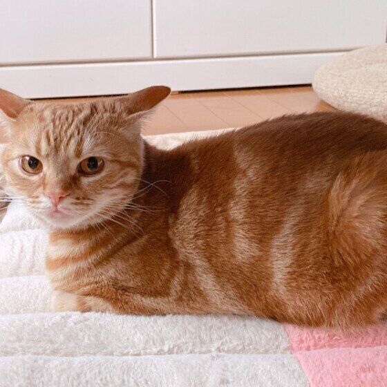 雷を怖がるアメリカンショートヘア