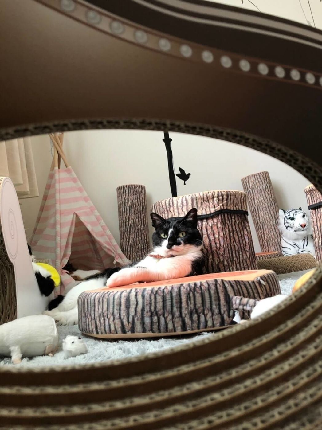 徹夜明けに体力の限界を感じ 猫部屋で就寝 目を覚ますと 視界には今世紀最大のイケメンが リュックと愉快な仲間たち あ あと響介vol 54 ねこのきもちweb Magazine 徹夜明けに体力の限界を感じ 猫部屋で就寝 目を覚ますと 視界には今世紀最大のイケメンが リュックと愉快な仲間たち あ あと響介vol 54 ねこのきもちweb Magazine
