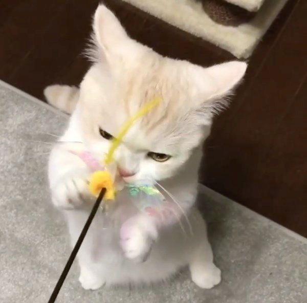 猫じゃらしで遊ぶマンチカン