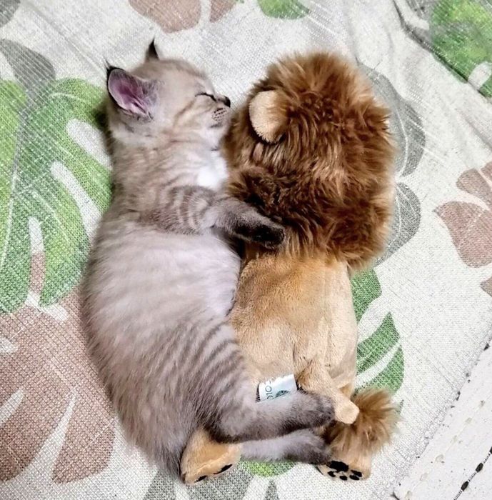 ぬいぐるみと同じサイズ感のつむぎちゃん