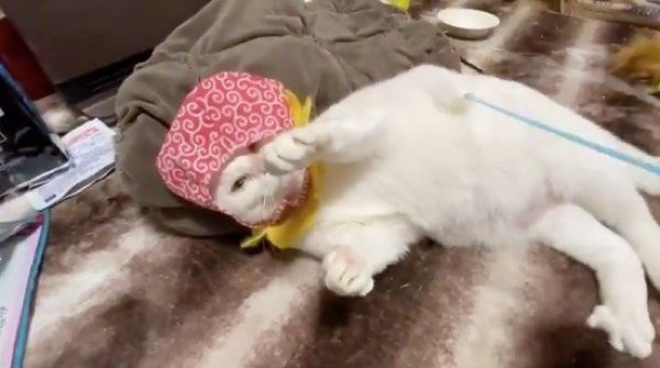 突然沈黙になるシャオリンちゃん