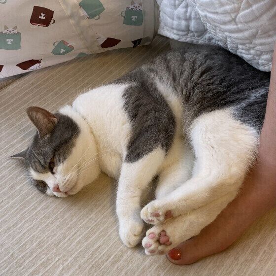 スコティッシュフォールドのまるくん♪