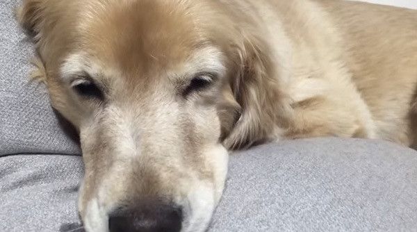 眠るゴールデン・レトリーバー