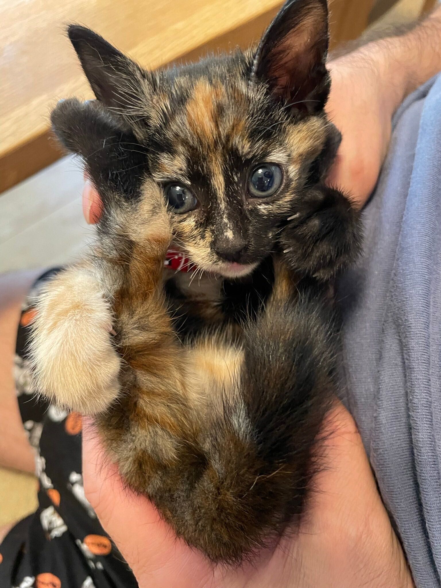 子猫時代のワサビちゃん