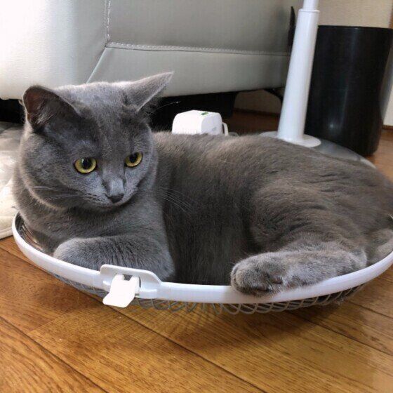 扇風機のカバーを占領するシャルトリューのパシャちゃん