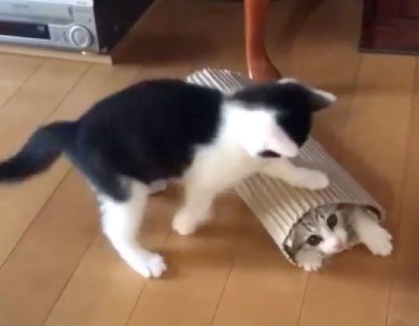 筒で遊ぶ猫