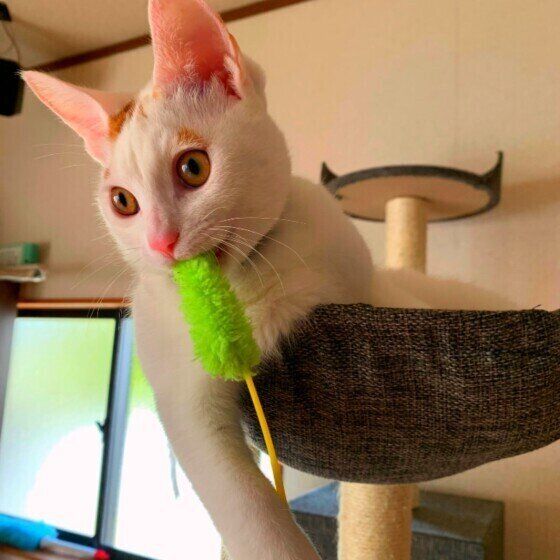 ハンモックでくつろぐMix猫