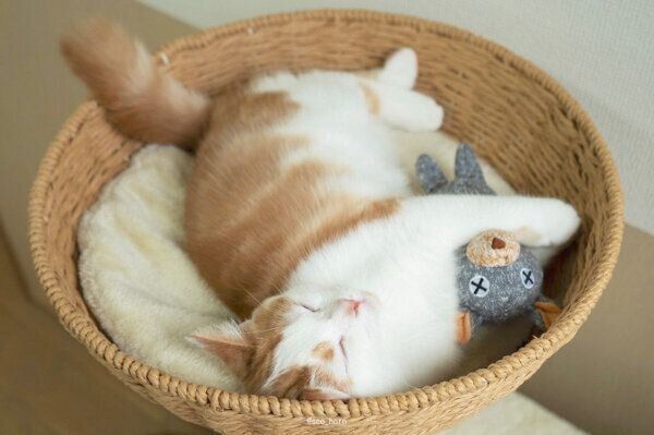 くまさんのことが大好きなホルンくん