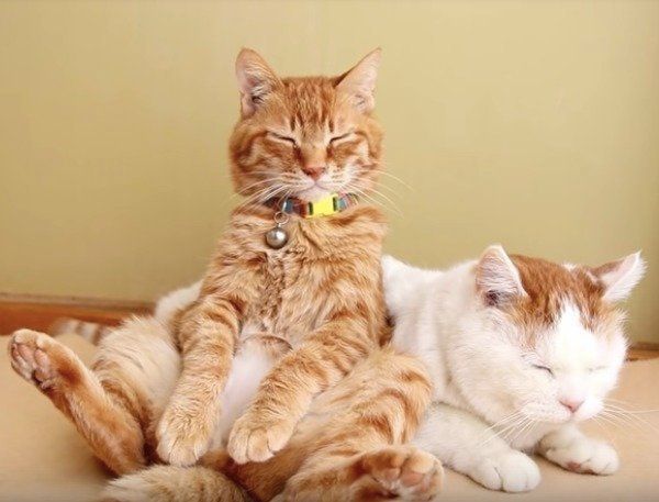 うたたねニャンズ