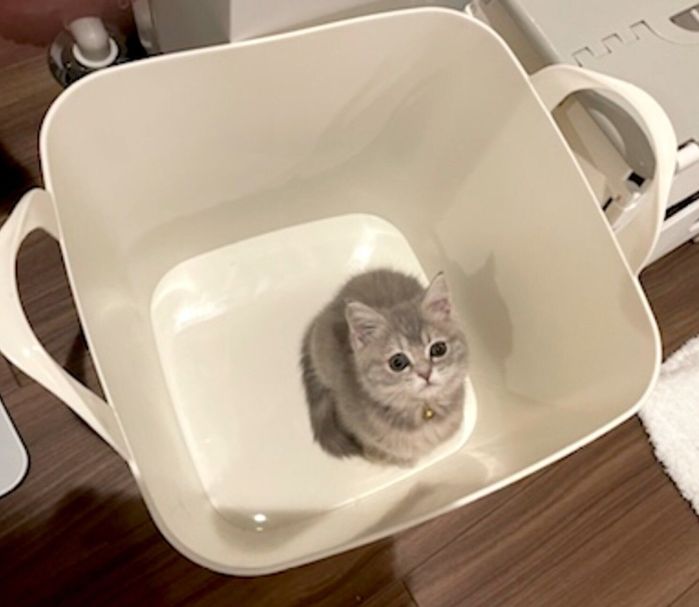 洗濯カゴの中で“ちんまり”するおんぷちゃん