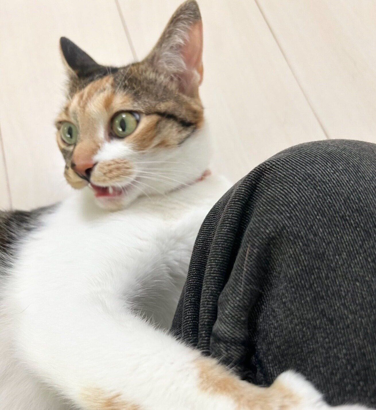 「フレーメン反応」をするこはくちゃん