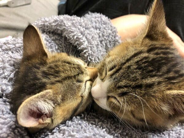 仲良く眠るこんぶちゃん、もずくくん