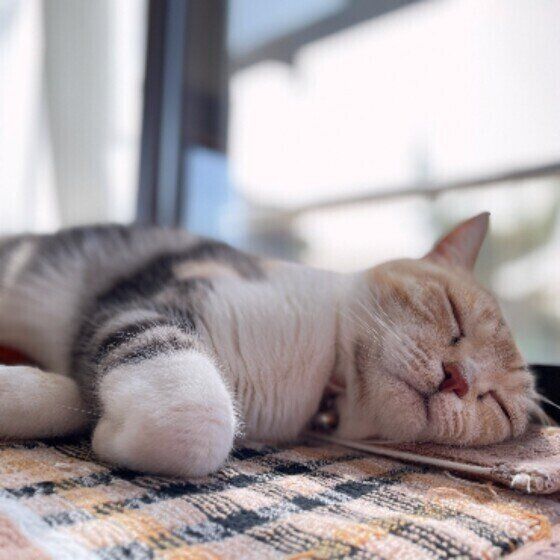 眠るスコティッシュフォールド