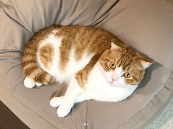 マッサージをされる猫