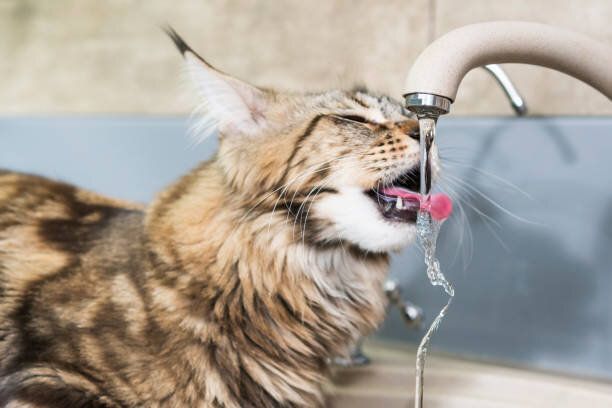 水を飲む猫