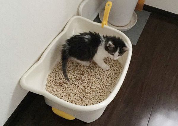 トイレする子猫