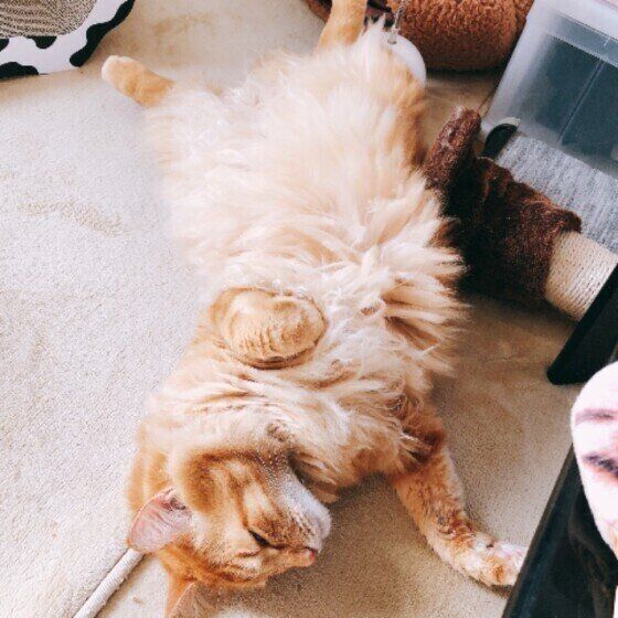 へそ天でくつろぐ猫（オス）