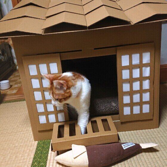 MIXのハナちゃんと段ボールハウス