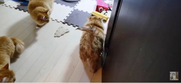 アヒルが欲しいニャンコ