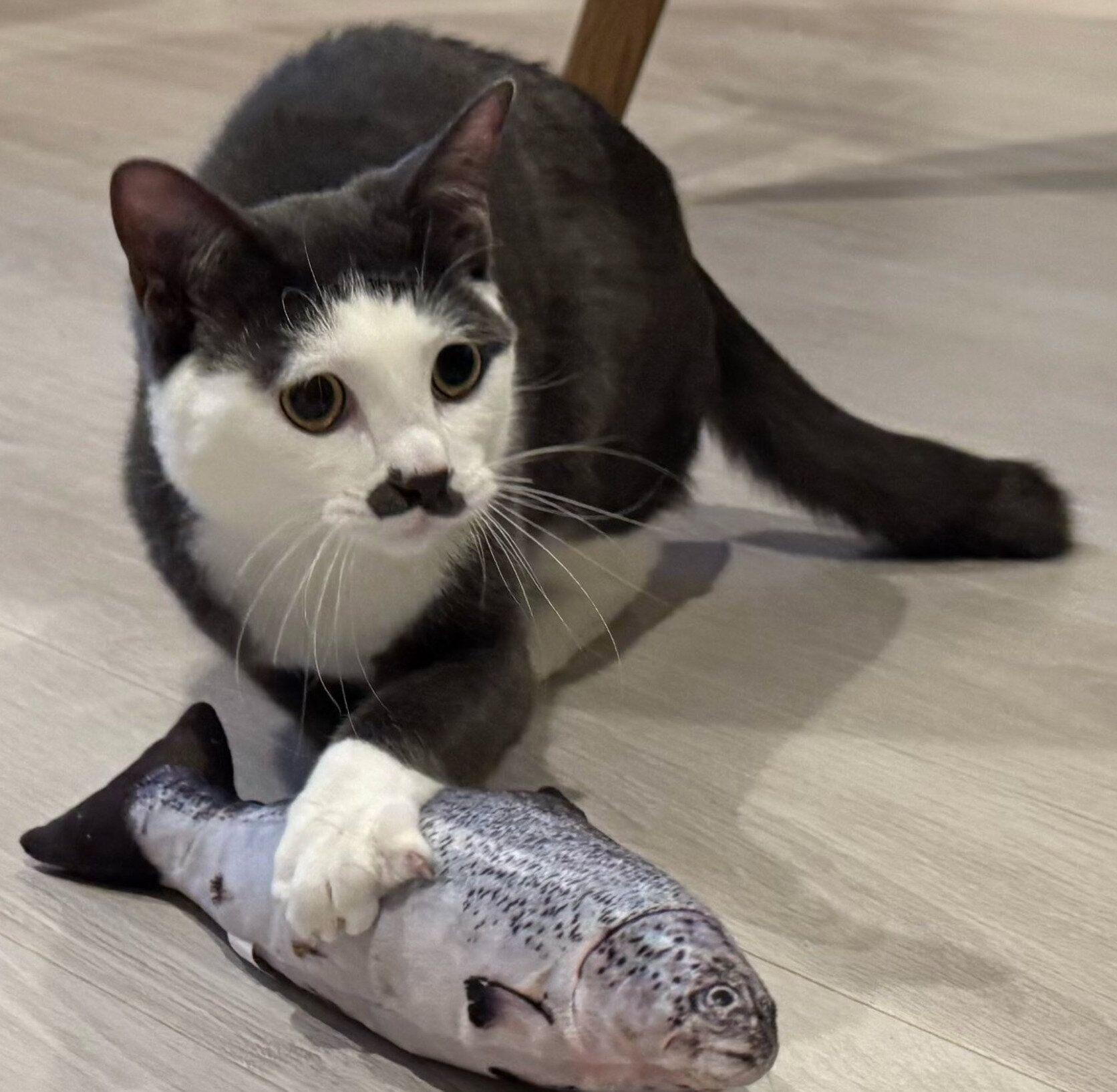 おもちゃで遊ぶプランスくん