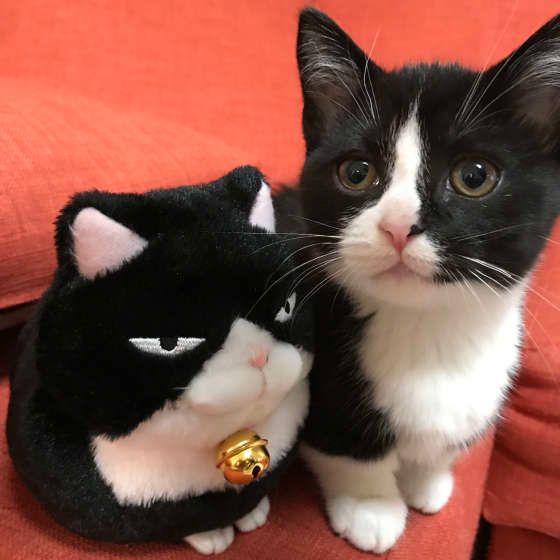 子猫とぬいぐるみ