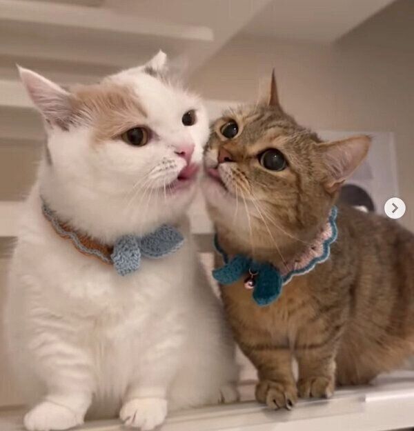 仲良しなしらすちゃん、にぼしちゃん