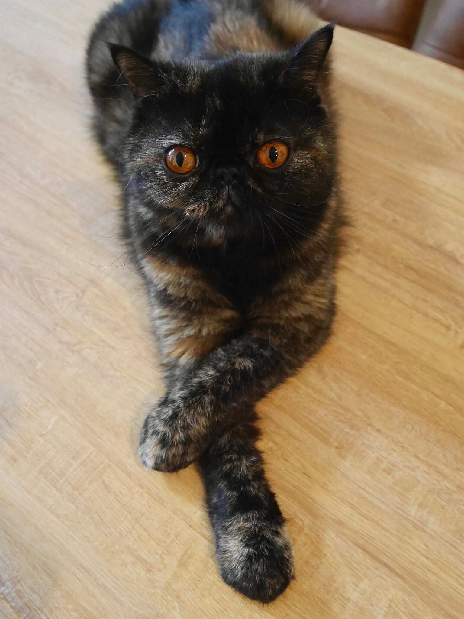 前足をクロスさせているエキゾチックロングヘア