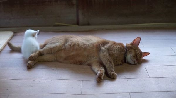 先輩猫に寄り添う子猫