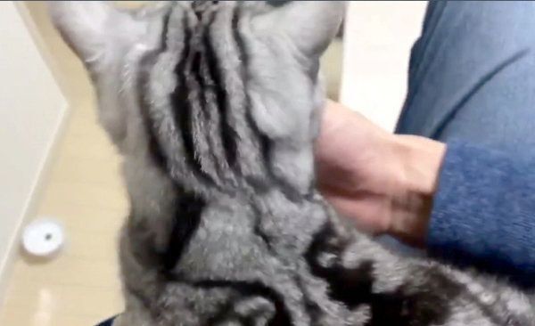 飼い主さんに飛びつくアビーちゃん