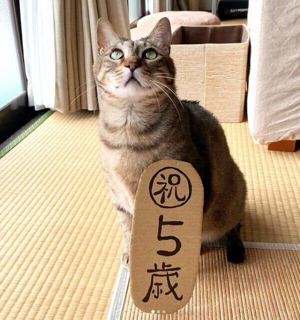 お座りするこんぶちゃん