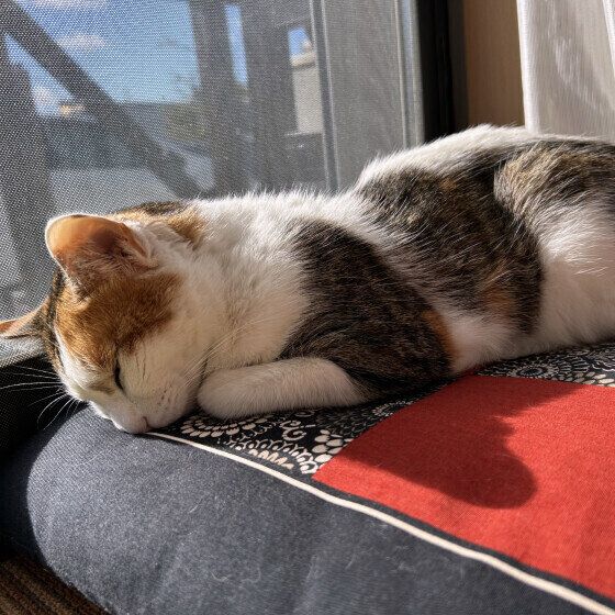 日向ぼっこをするココちゃん