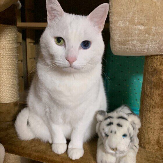 Mix（白）のチロくん♪