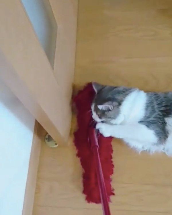 モップで遊ぶノルウェージャンフォレストキャット