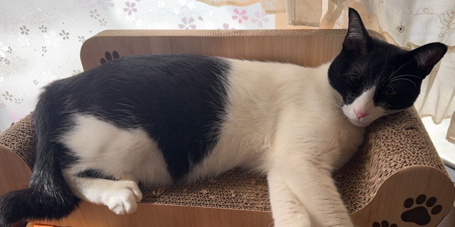 爪とぎの上で眠る猫