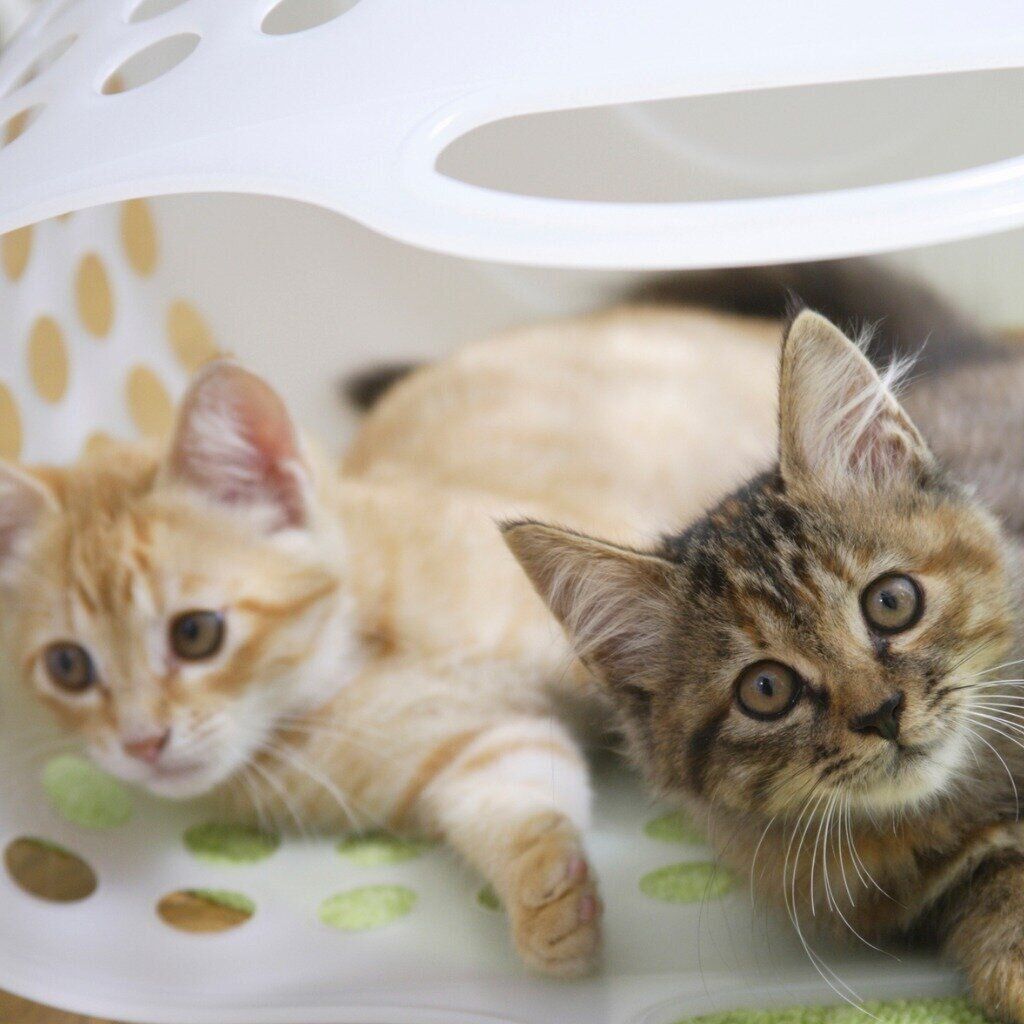 バスケットに入る2匹の猫