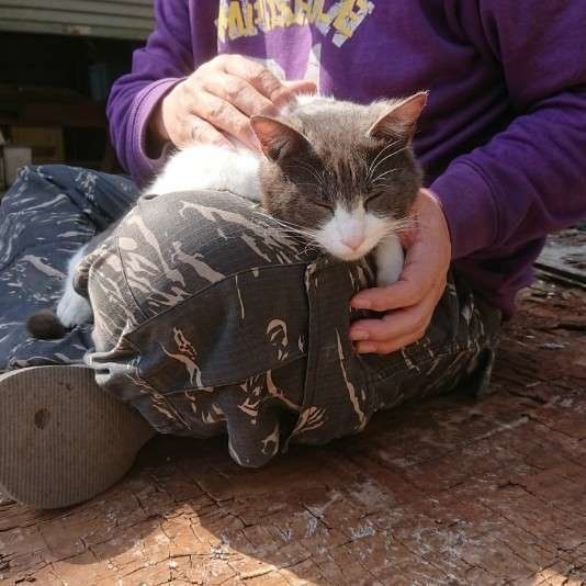 抱っこされる日本ネコ