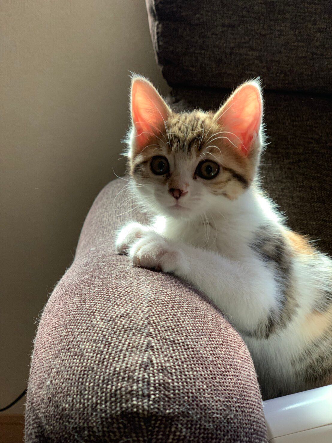 ソファの上にいる子猫