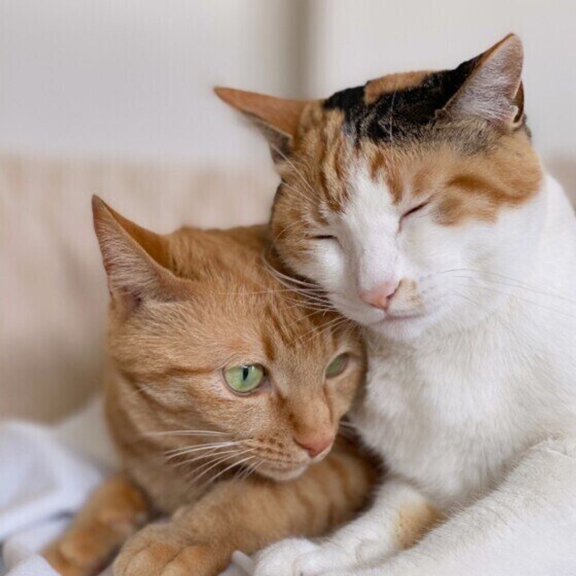 猫に使うと危険な場合もある 人間用のアイテム 食器用洗剤 石鹸は大丈夫 獣医師に聞いてみた ねこのきもちweb Magazine 猫に使うと危険な場合もある 人間用のアイテム 食器用洗剤 石鹸は大丈夫 獣医師に聞いてみた ねこのきもちweb Magazine