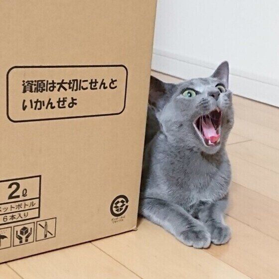 あくびをするロシアンブルー