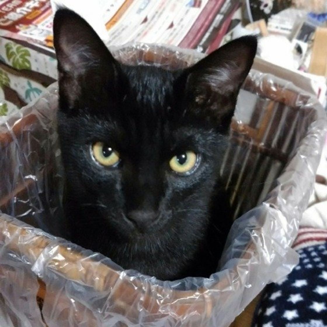 猫は 月の動物 なの 新月 満月で行動の違いも見られるって ホント ねこのきもちweb Magazine 猫は 月の動物 なの 新月 満月で行動の違いも見られるって ホント ねこのきもちweb Magazine