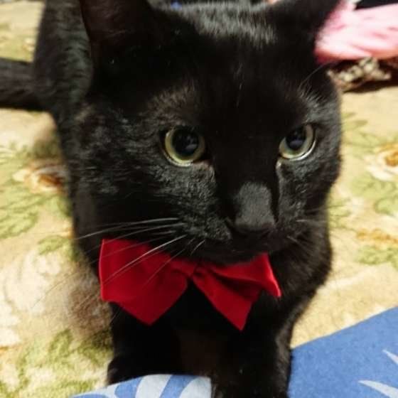 蝶ネクタイが似合うウィズちゃん