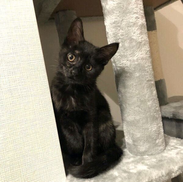 首をかしげるもちちゃん