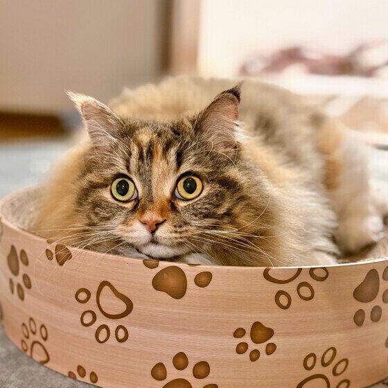 サイベリアンのうにもちゃん♪