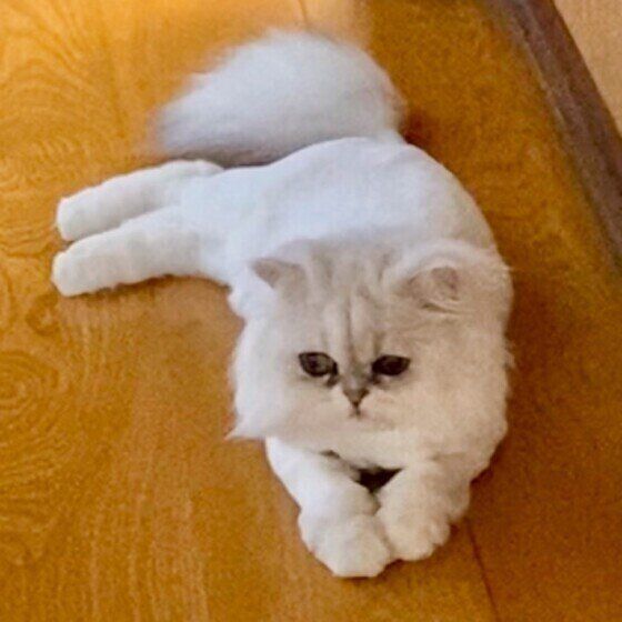 ペルシャのあいちゃん♪