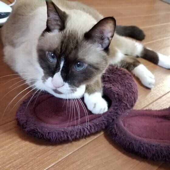 MIX茶白のたぬ吉くん