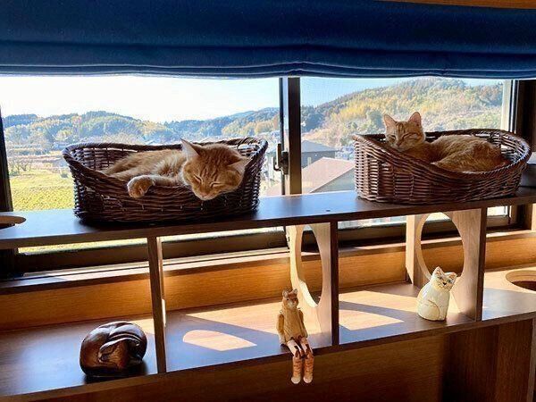 日向ぼっこするホップちゃんと金柑ちゃん