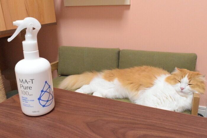 寝ている猫とスプレー