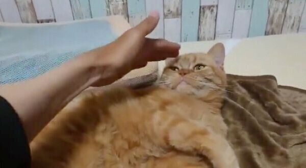 飼い主さんの左手を見つめる番長くん