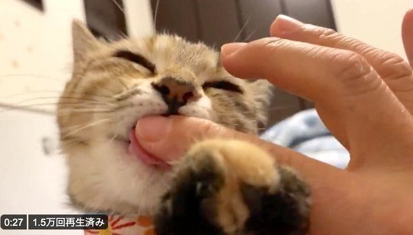 飼い主さんの指をしゃぶるしじみちゃん