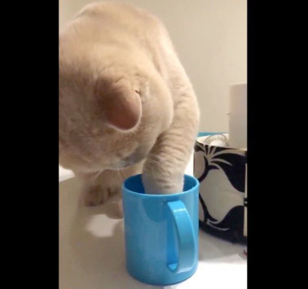 炭酸水のパチパチ音が気になるぽてとちゃん